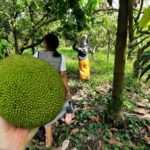 Indonesian jackfruit Sumatra plantation