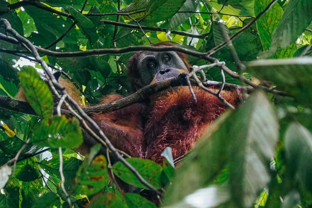 Female Sumatra orangutan spotted in the forest