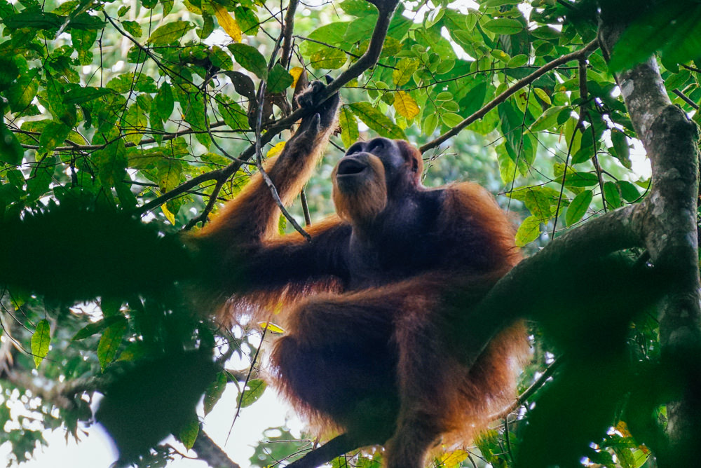 Wild sumatra orangutan