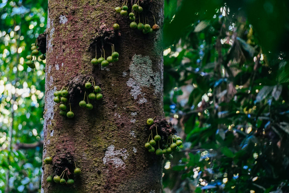 Figs hanging on jungle tree