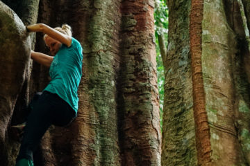 climbing a giant jungle tree