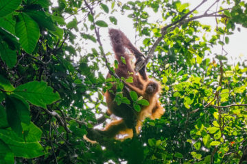 Baby wild orangutan with mother