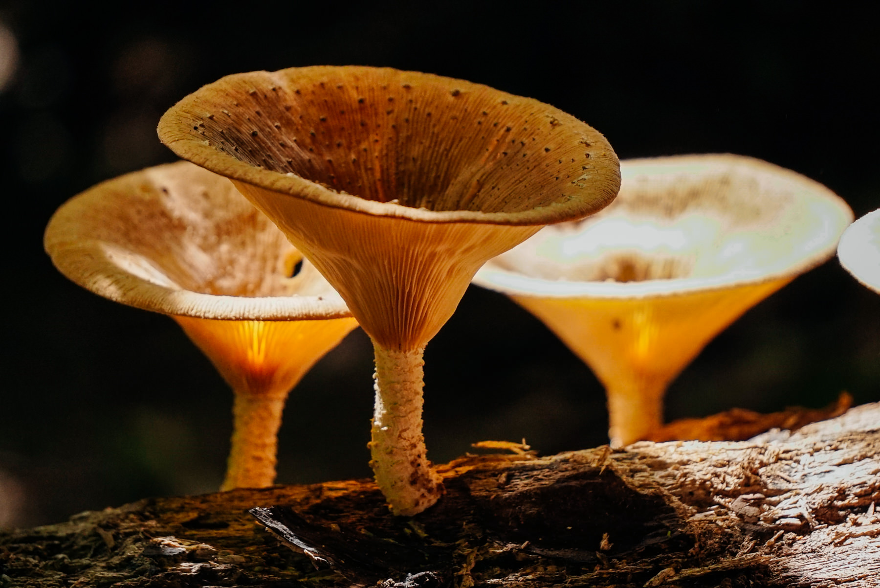 Glowing Sumatra mushrooms