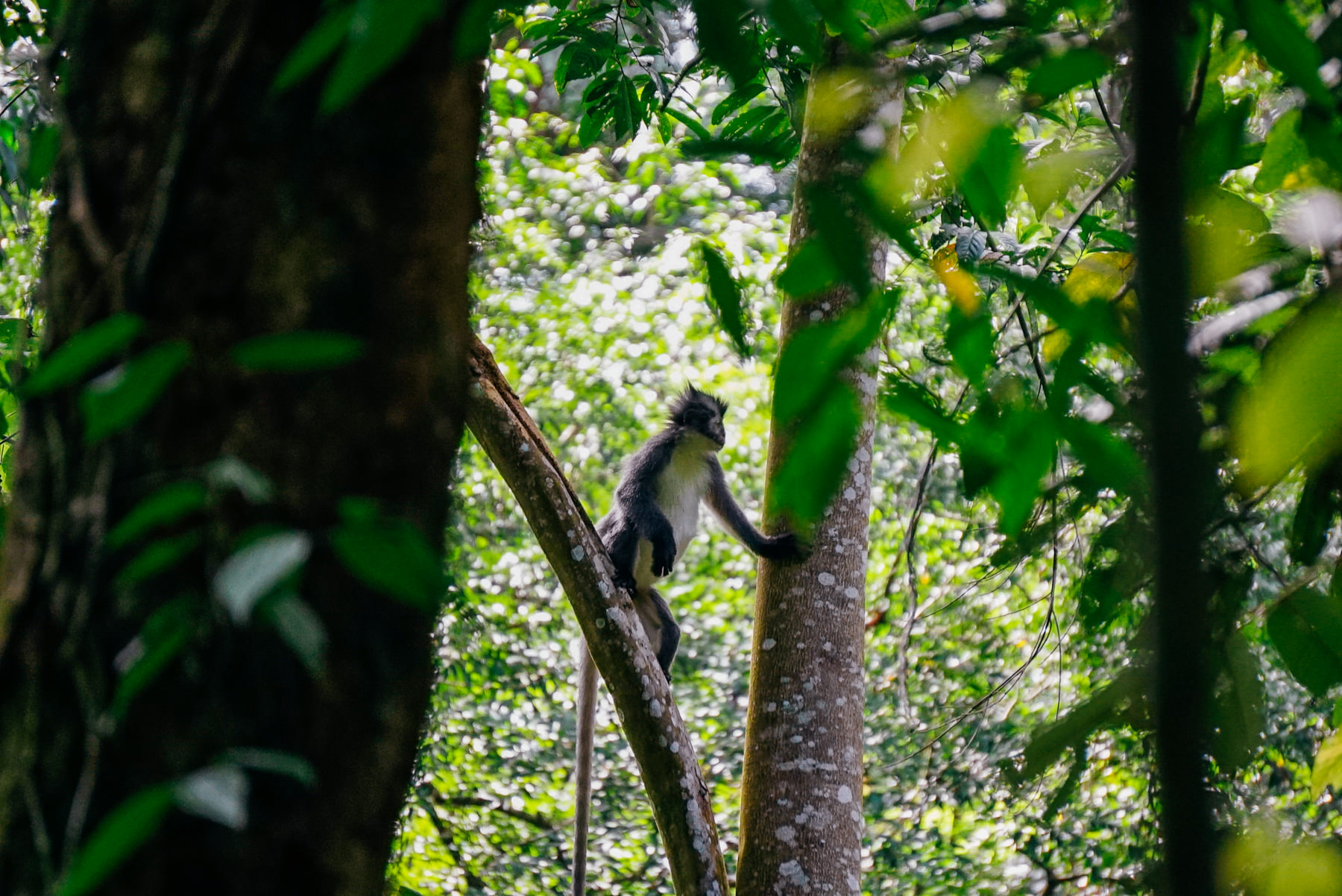 Monkey in the Gunung Leuser
