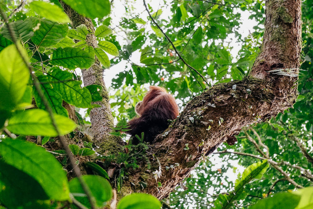 Orangutan building nest