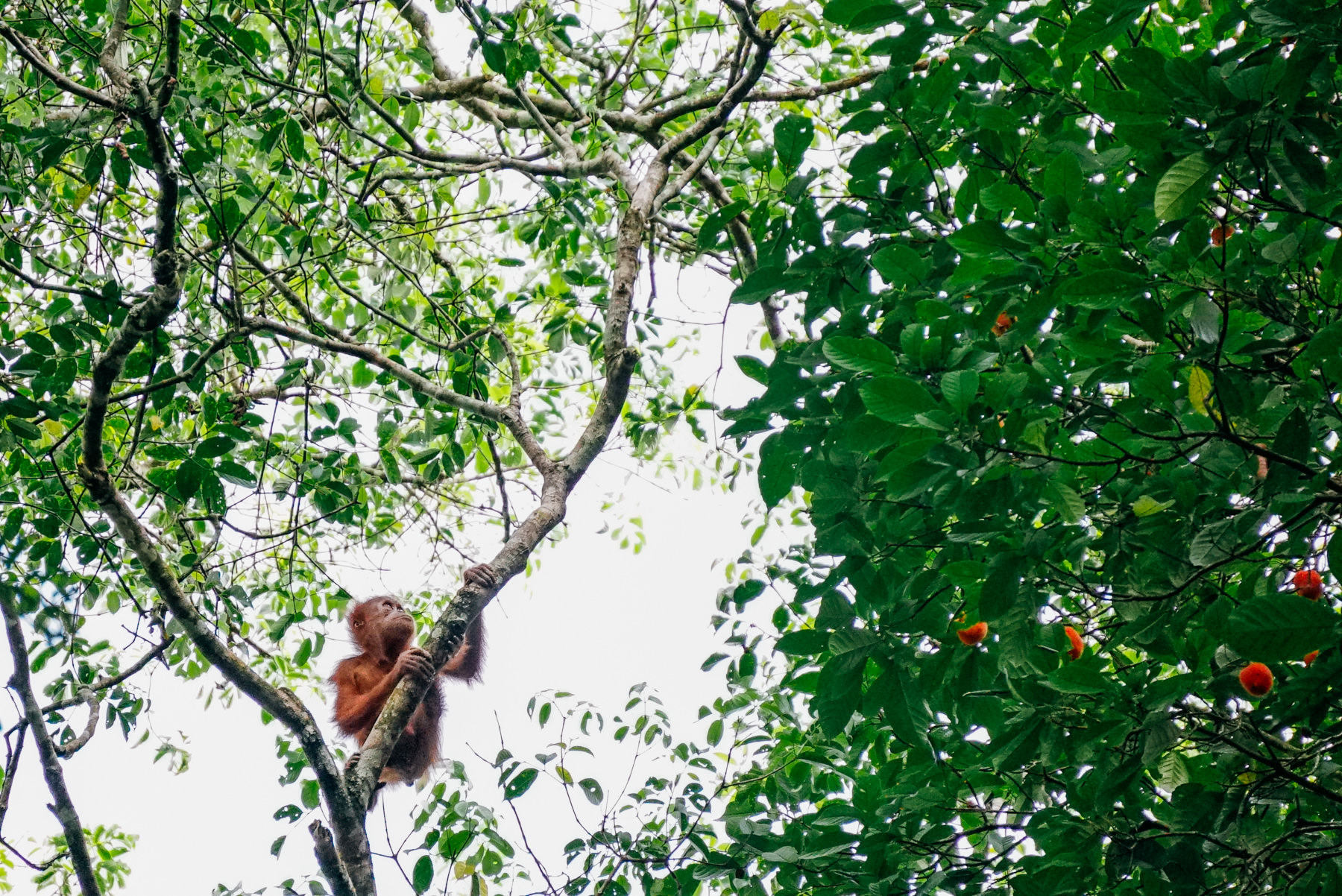 Orangutan baby in Sumatra