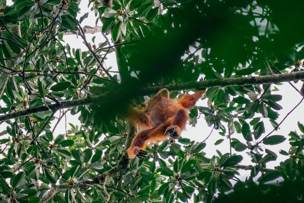 Orangutan stays high in the trees
