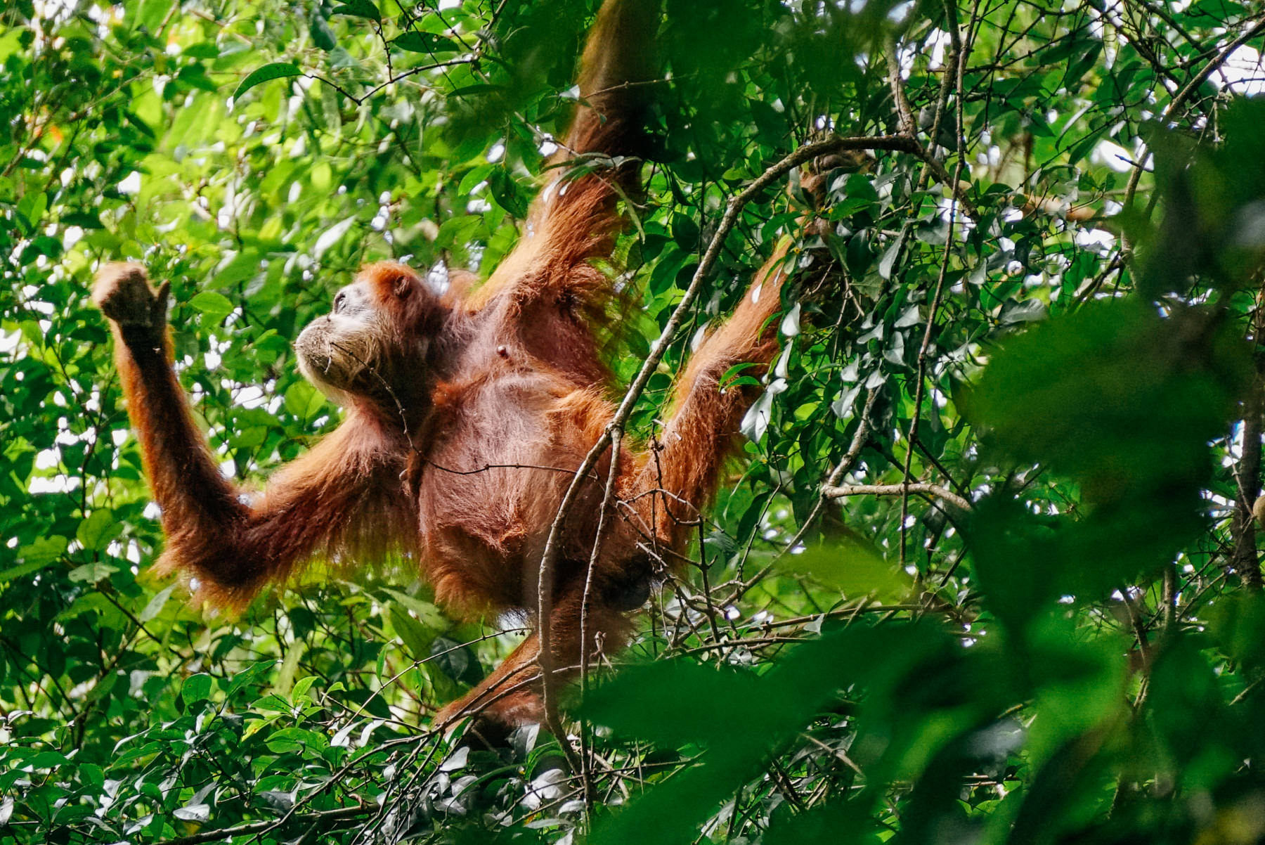 Sumatran orangutan swinging through the trees