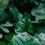 Tropical jungle leaves