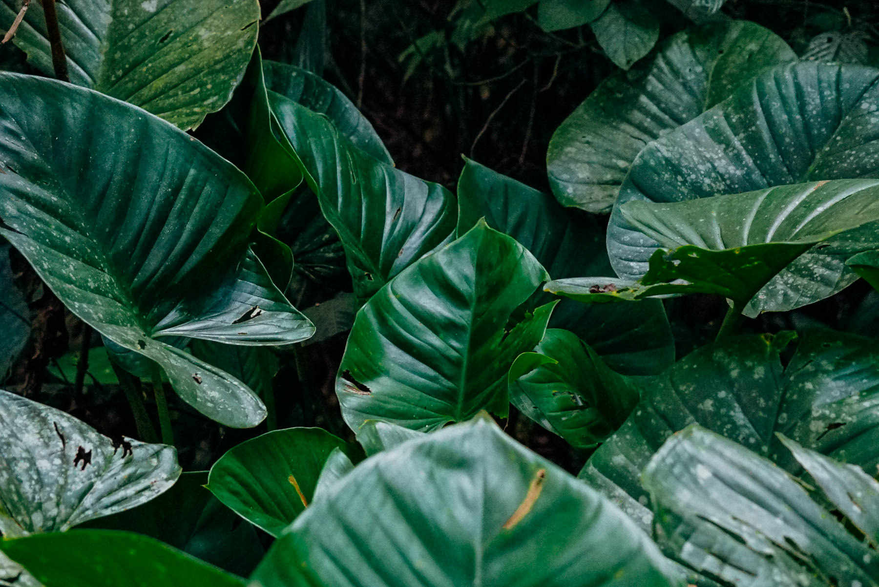 Tropical jungle leaves