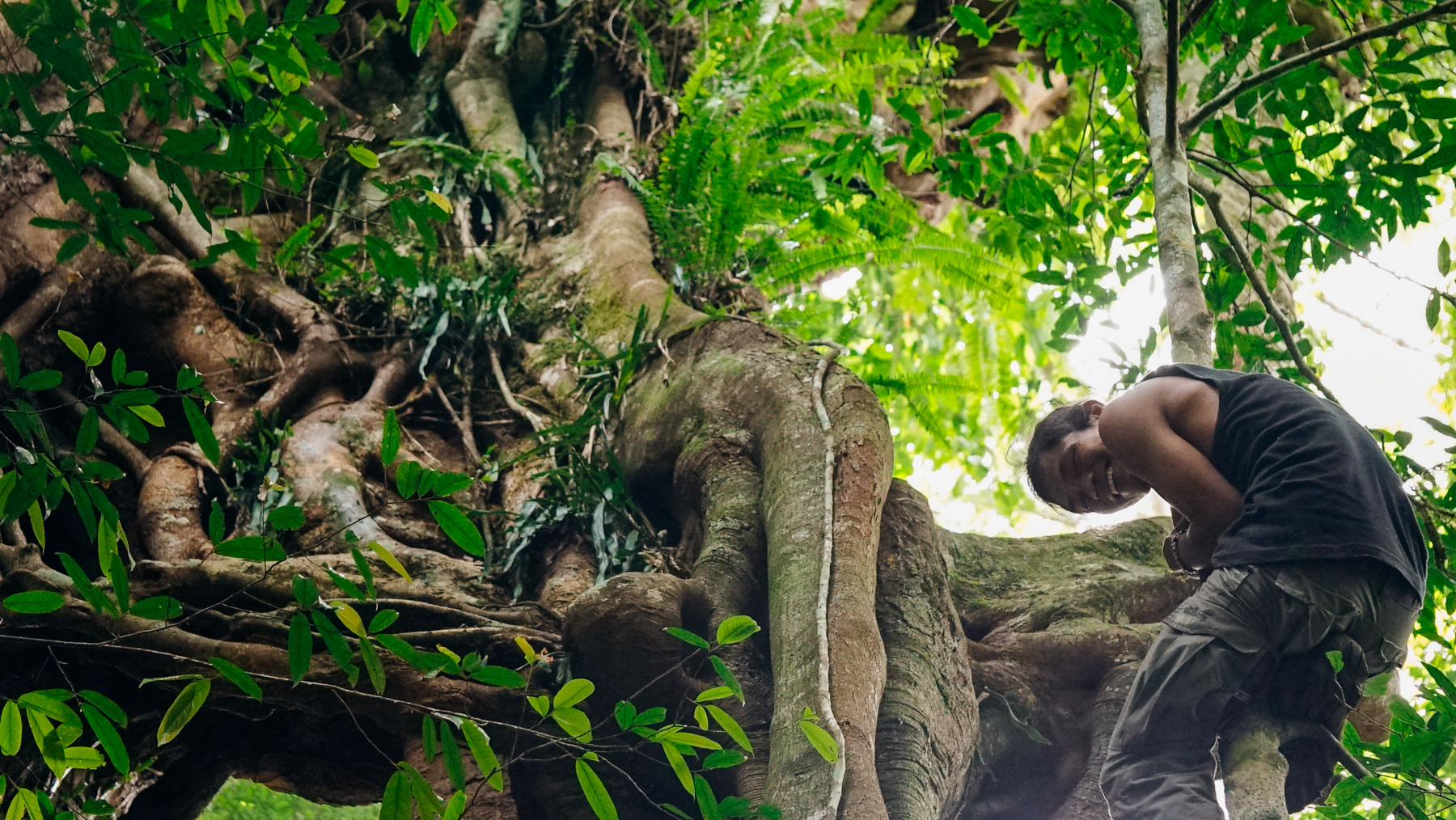 Safar Ketambe climbs a giant tree in the jungle