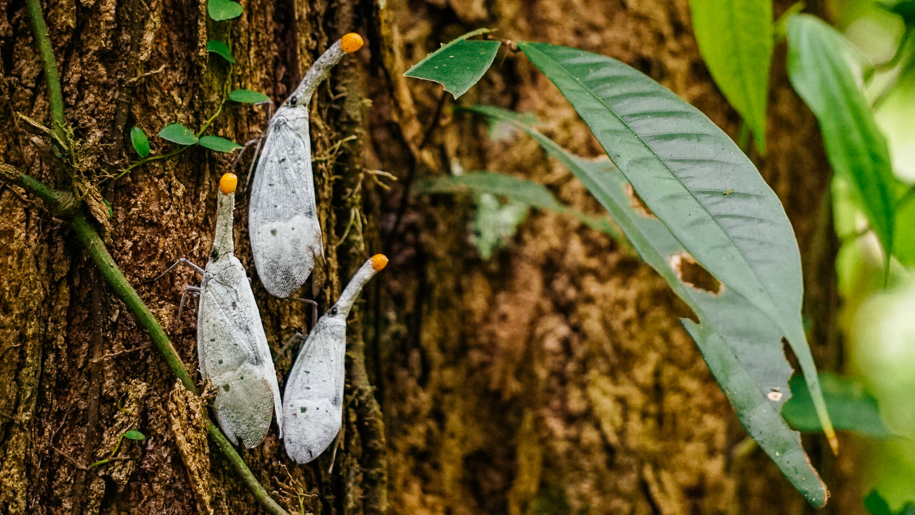 Pyrops Pythica Lanternfly insects on a tree in Sumatra