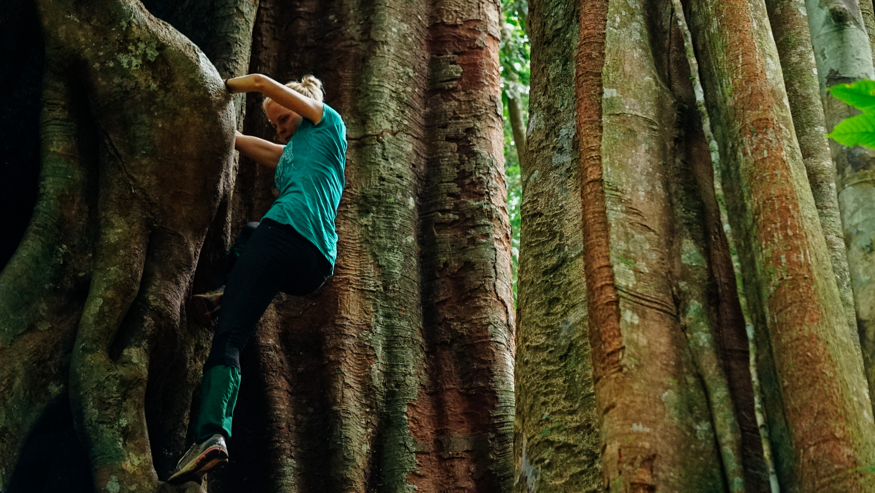 Giant old growth jungle tree in the Leuser