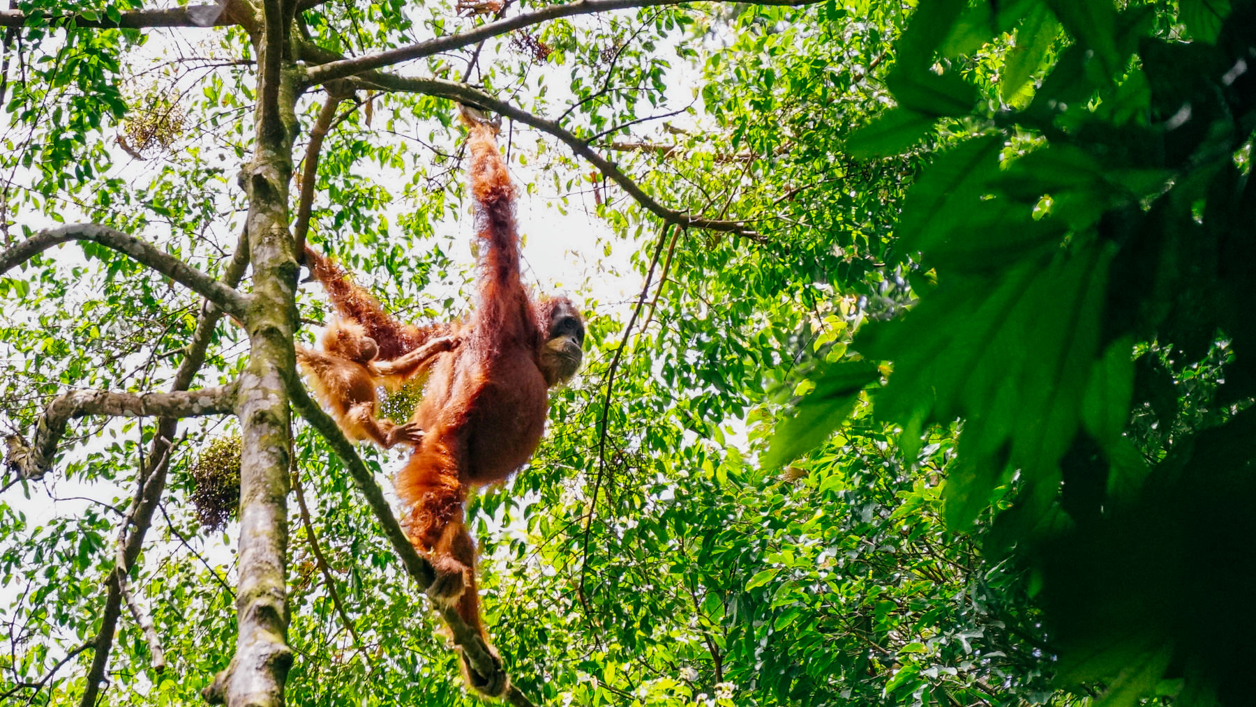 Orangutan baby and mother swinging through the trees