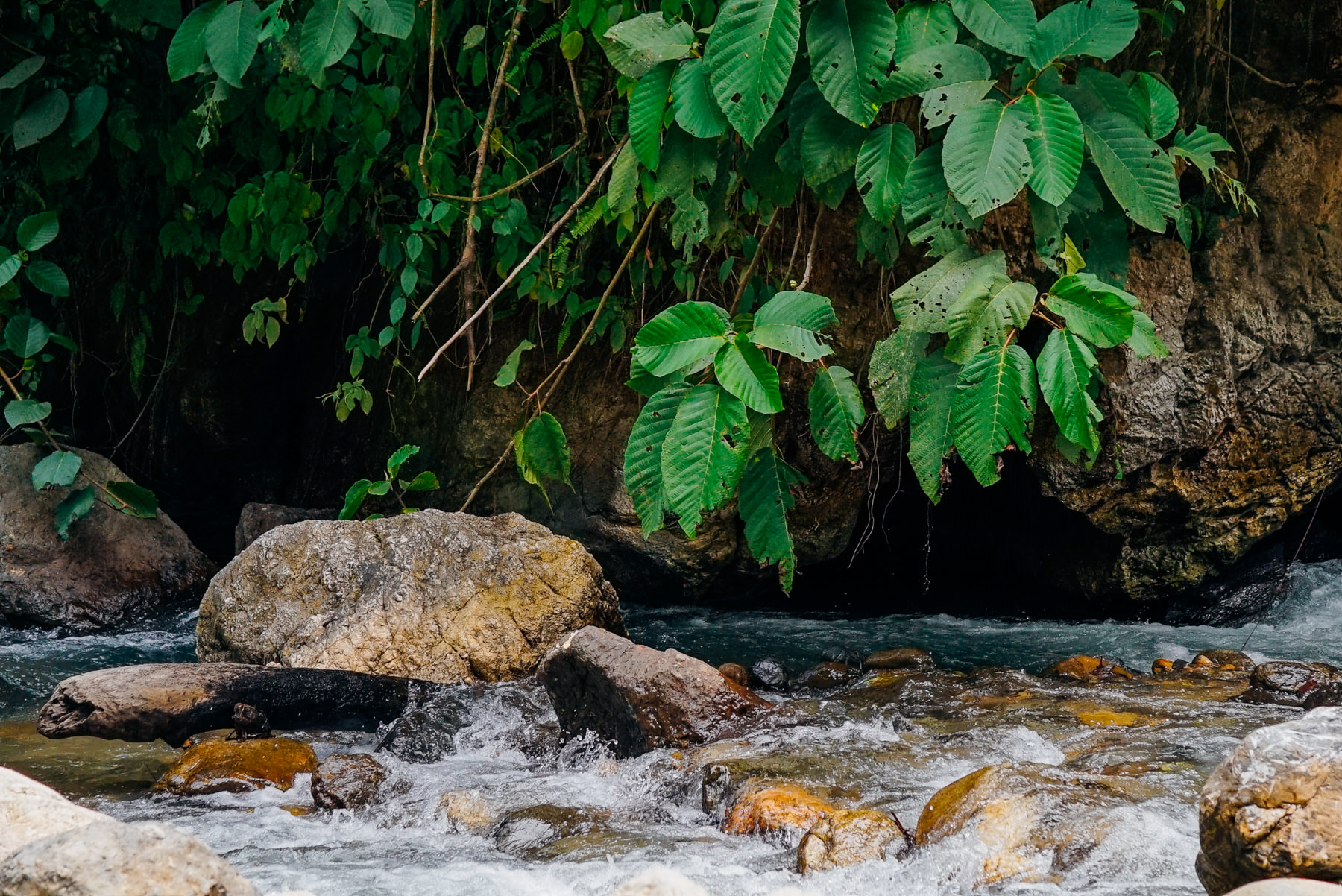 Running river in Gunung Leuser with jungle plants overhanging