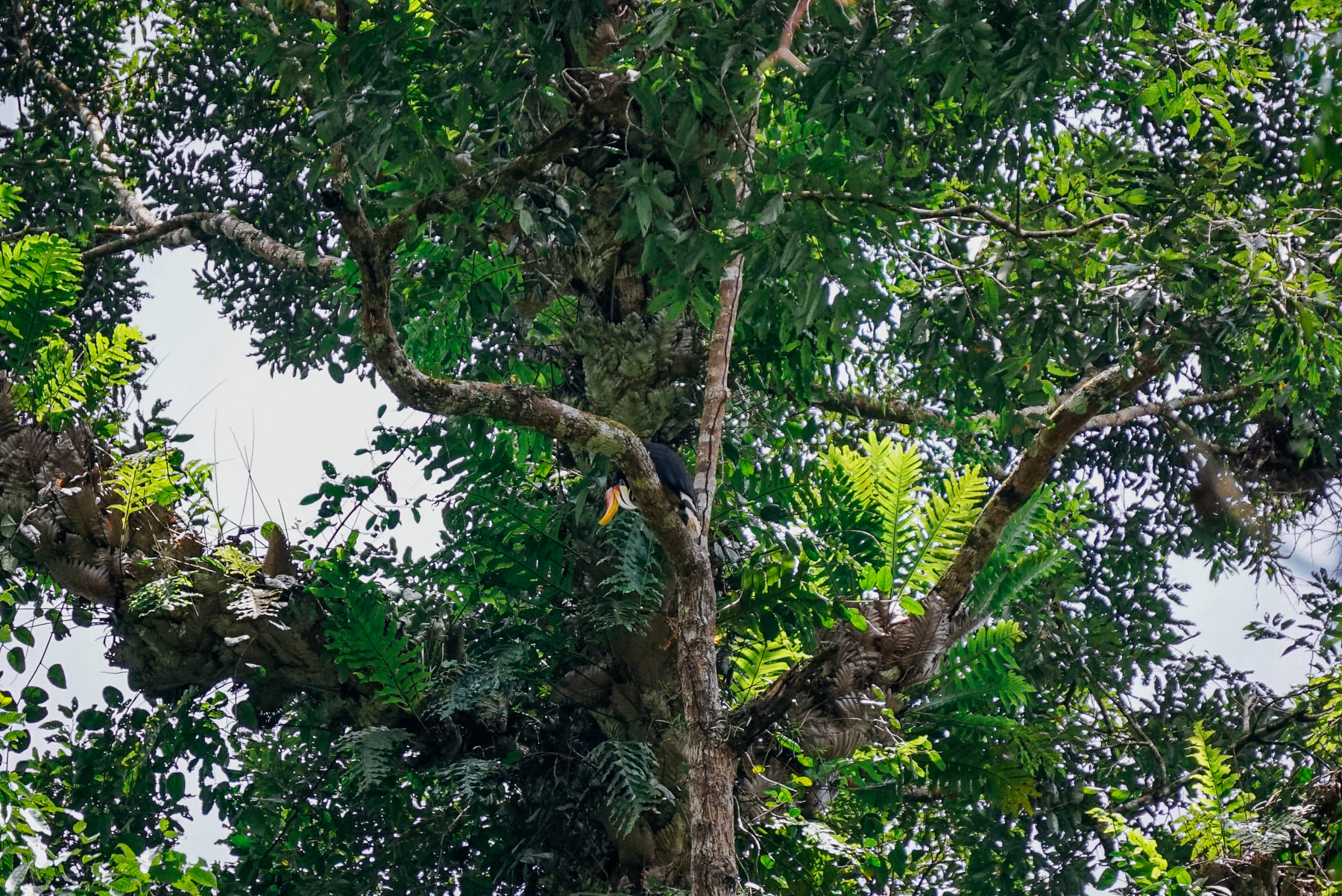 Wild hornbill in the jungle near Ketambe