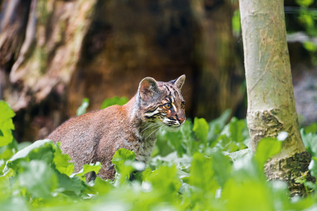 Wild cats of the world Asian Golden Cat Sumatra