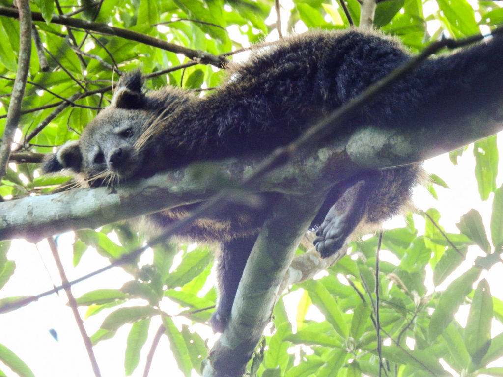Binturong jungle creature from Sumtra