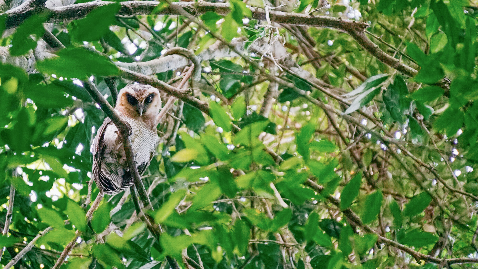 Sumatran owl in the jungle near Ketambe