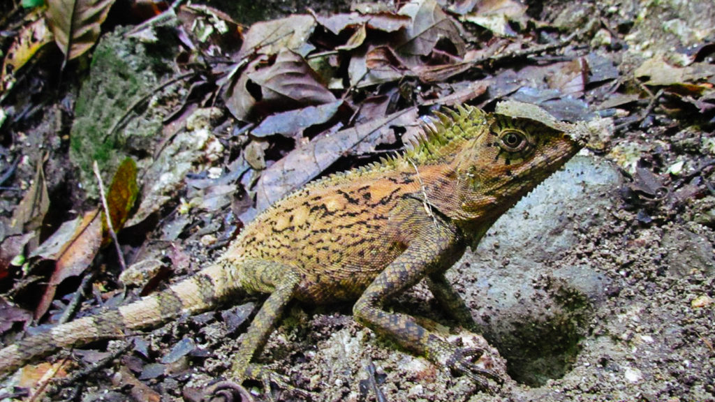 Camouflaged iguana forest dragon lizard