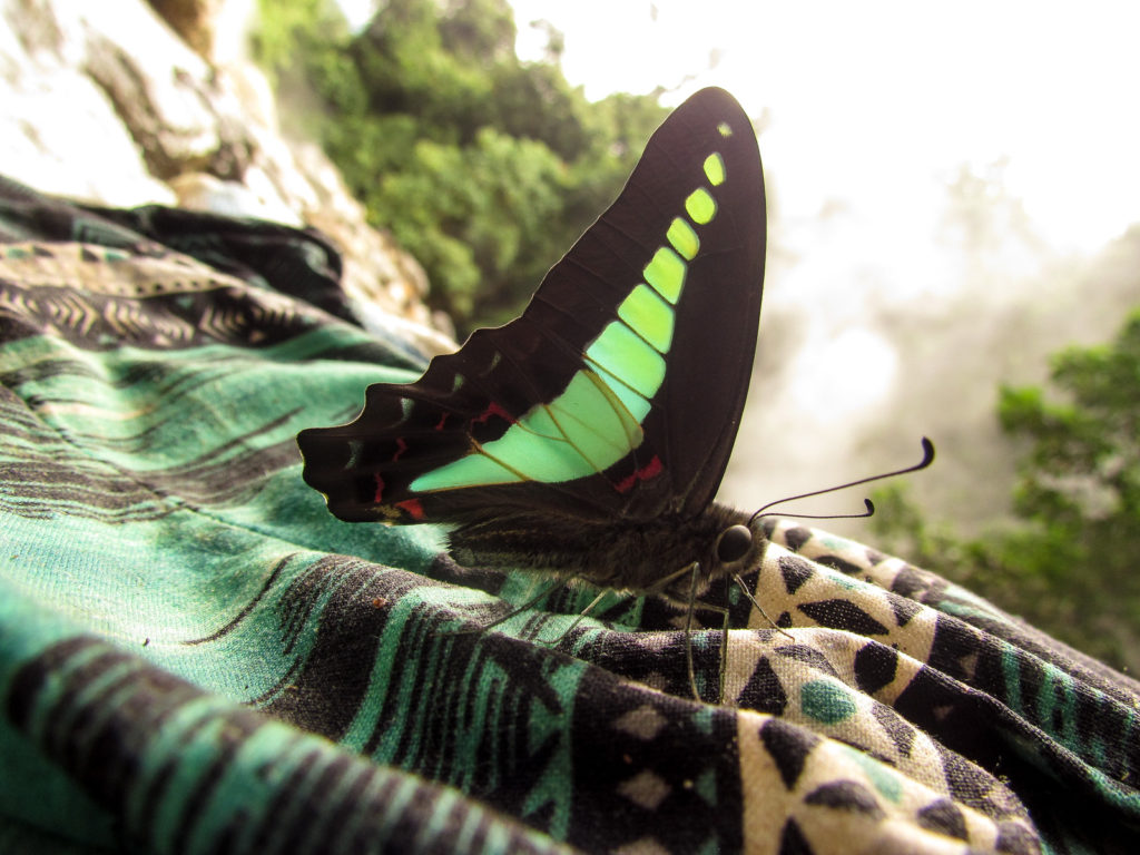 Green and black butterfly in the Gunung Leuser Sumatra