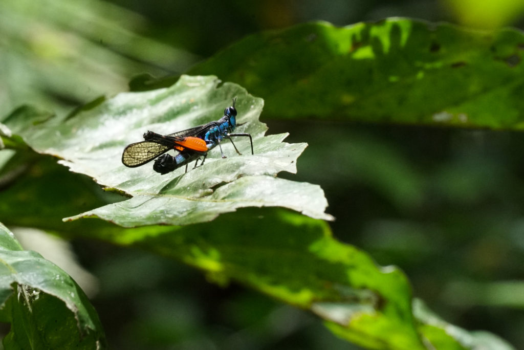 Blue and orange grasshopper on a leaf in Sumatra