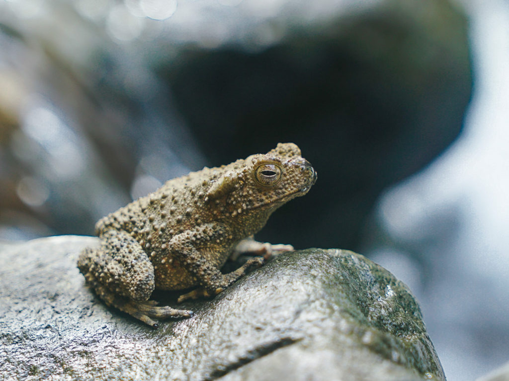 Speckled frog on a rock by the Gurah River Gunung Leuser