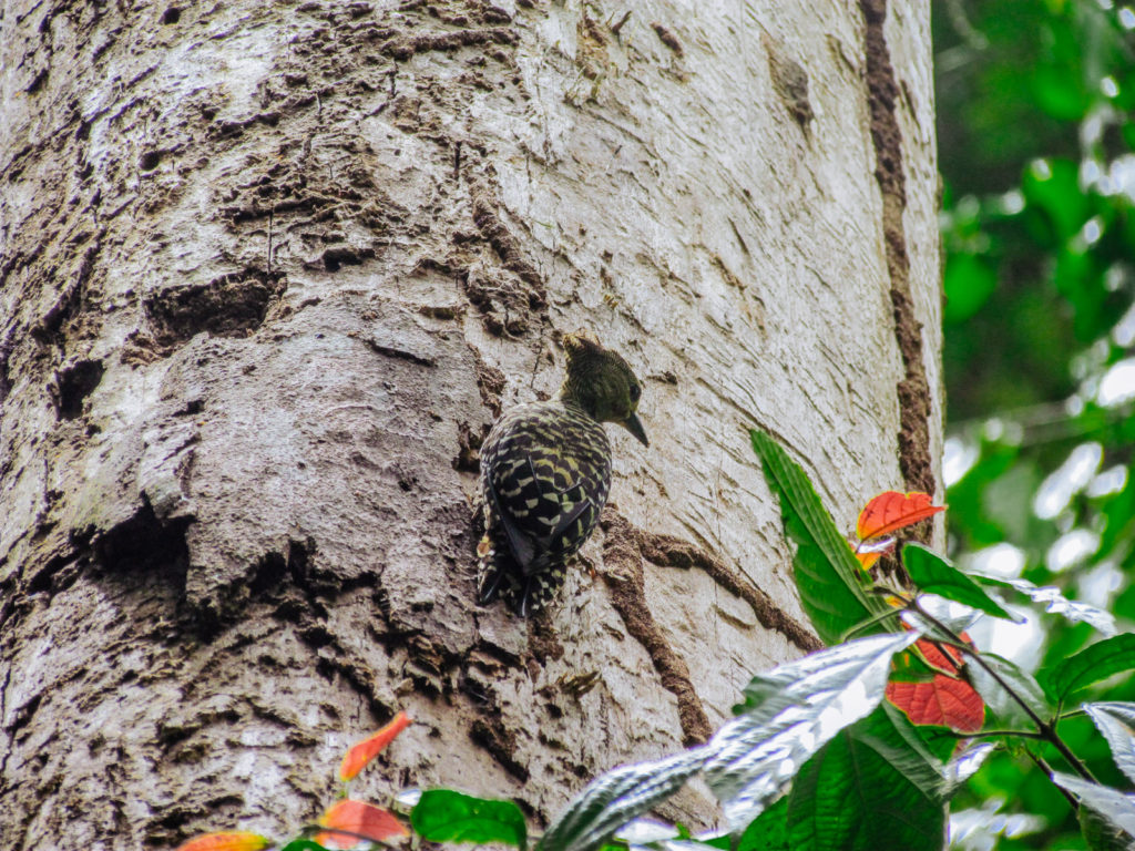 Native woodpecker Sumatra bird watching