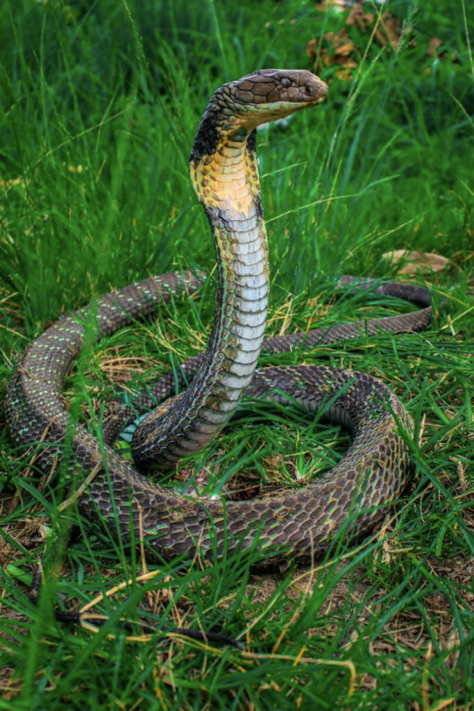 King cobra snake found in the Gunung Leuser