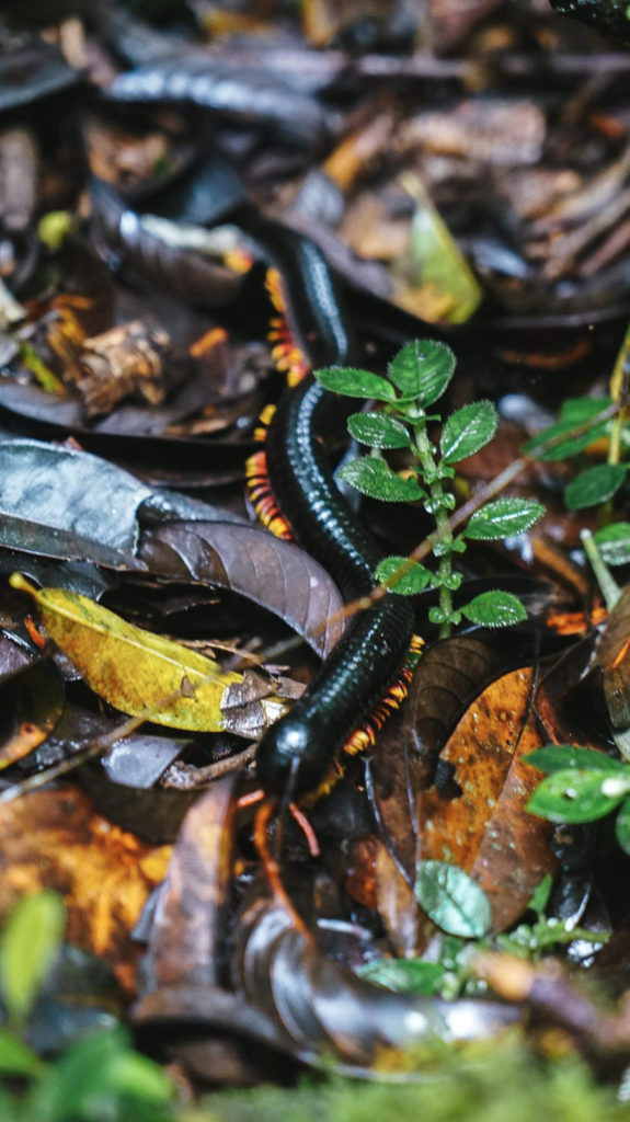Giant millipede tropical insects