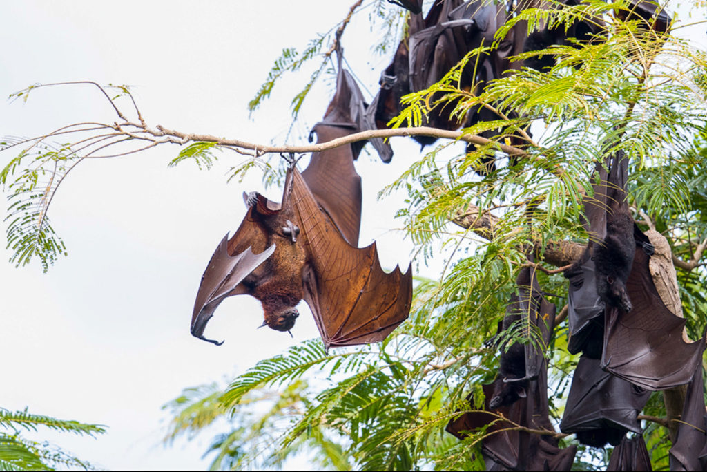 Colony of Sumatran flying foxes or fruit bats