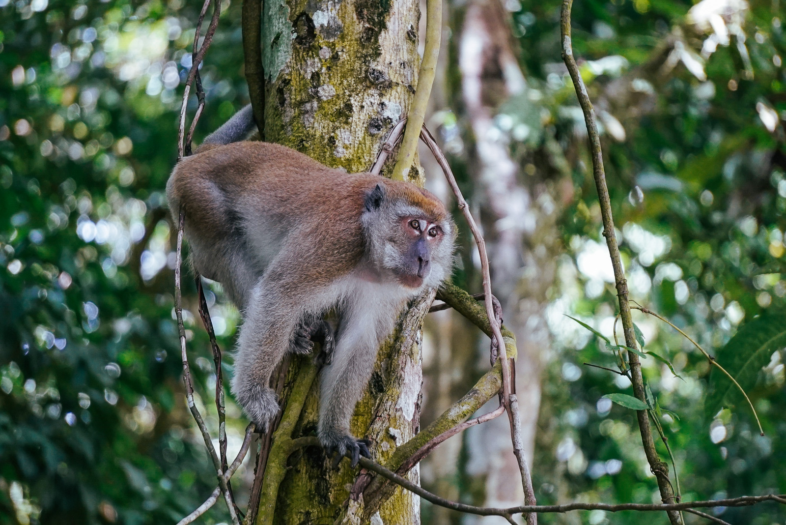 Male long-tailed macaque in a tree