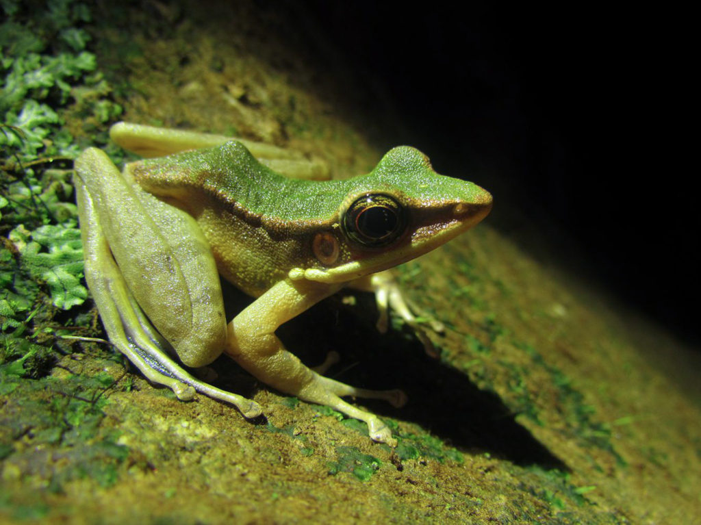 North Sumatra White-lipped Frog in the jungle at night