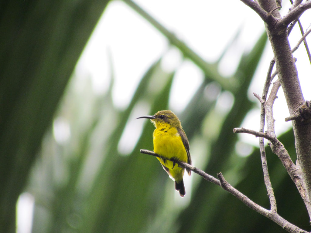 Olive-backed Sunbird spotted on a branch in Ketambe
