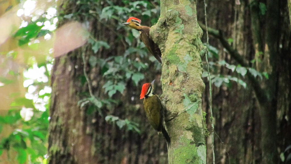 Sumatra jungle woodpecker