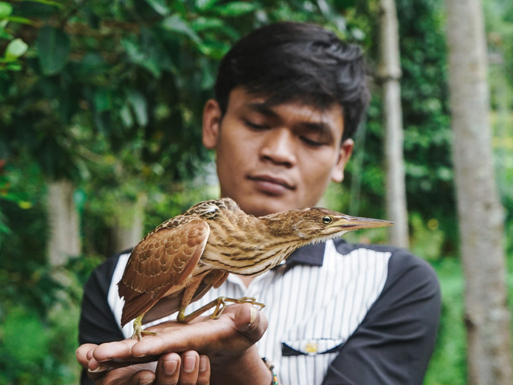 A purple heron young bird being returned to the river