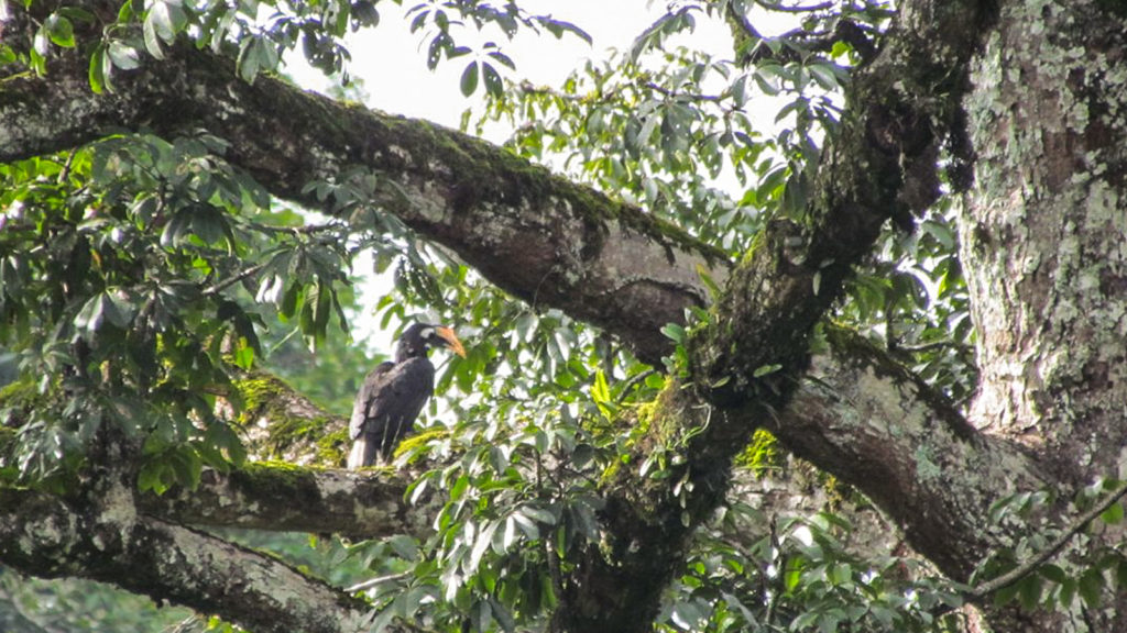 Rhinoceros Hornbill high up in the Sumatra jungle