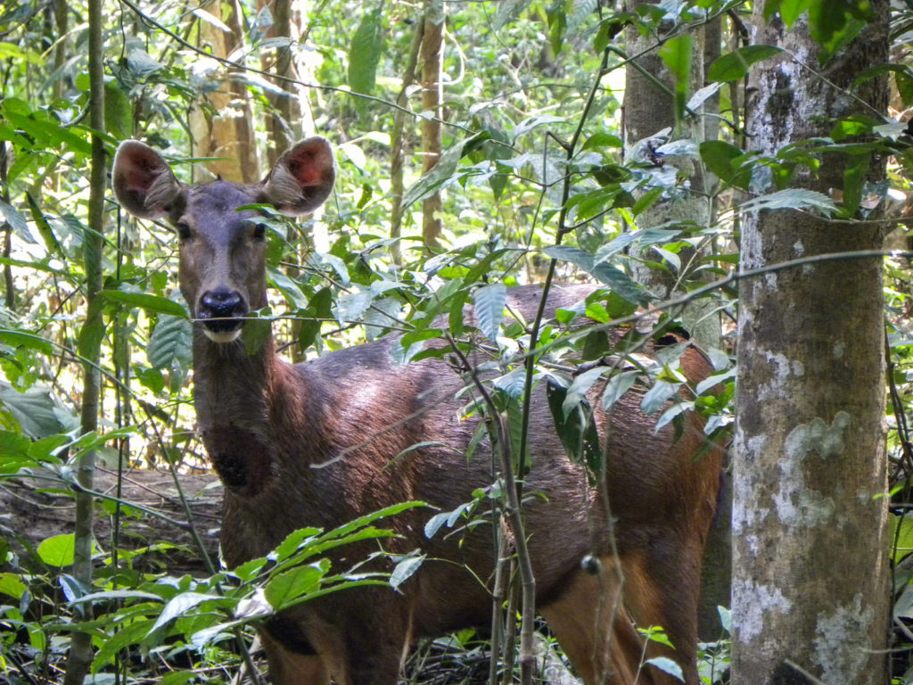 Wild Sambar deer in the jungle Sumatra