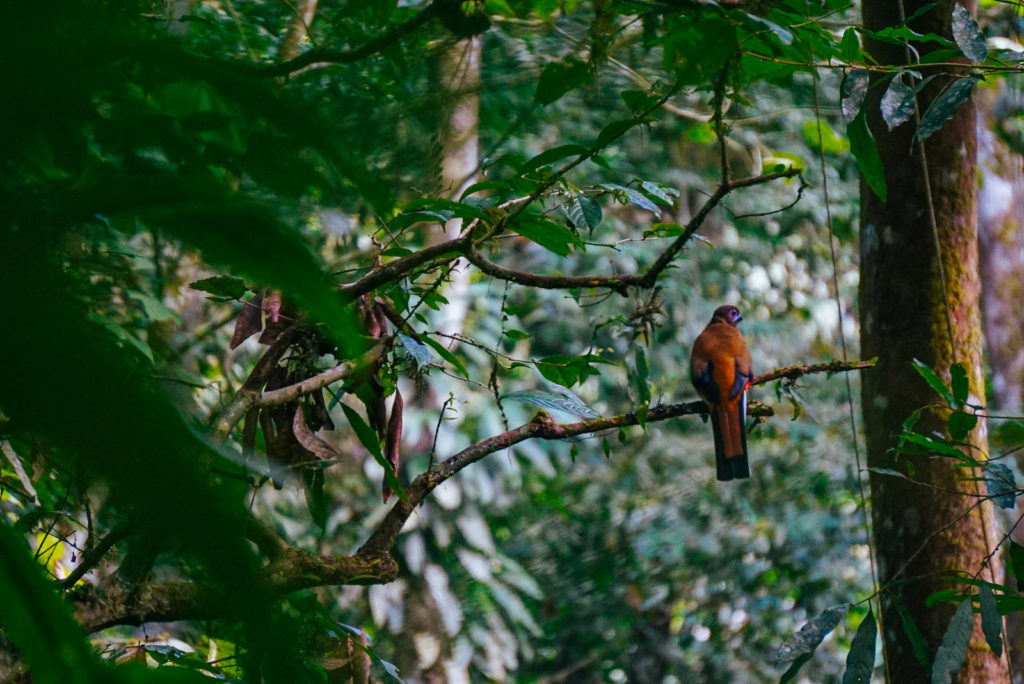 Sumatra trogon birdspotting in Gunung Leuser