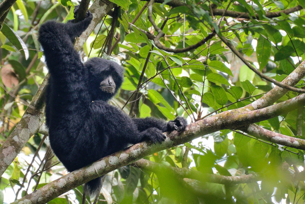 Wild black gibbon in the jungle