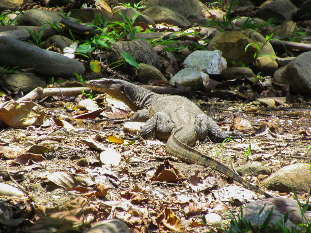 Giant water monitor lizard in Ketambe