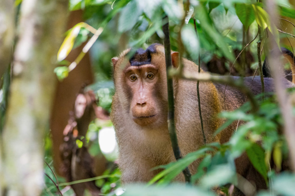 Macaca nemestrina pig-tailed macaque in the wild