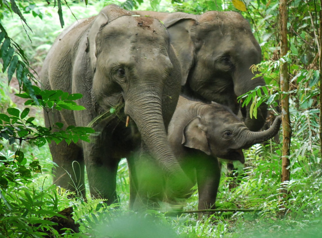 Sumatran elephants in the wild jungle