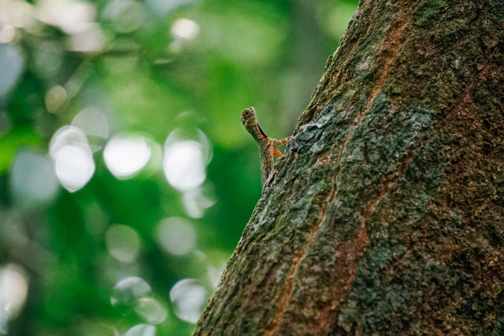 Tiny flying lizard in the Gunung Leuser Sumatra