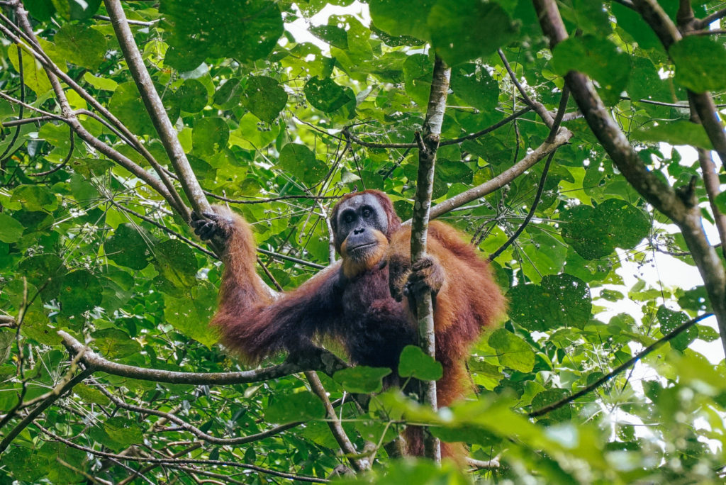 Wild orangutan spotted on jungle trek
