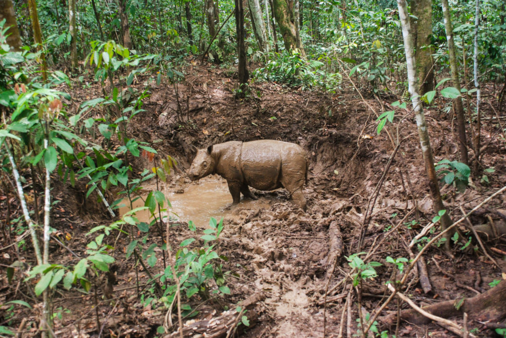 Critically endangered Sumatran rhino found in the jungle