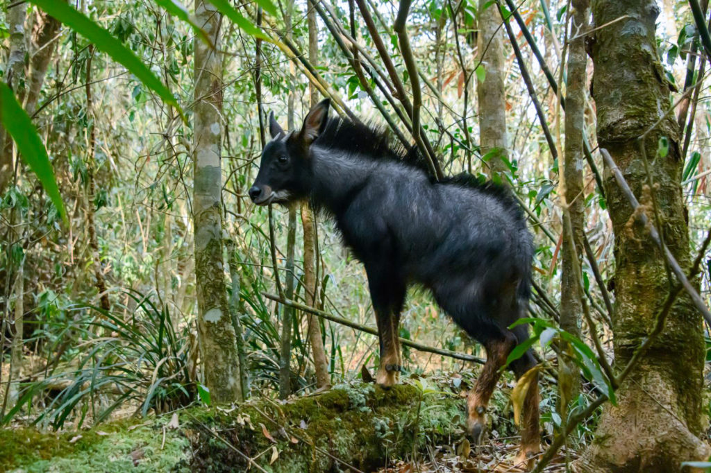 Serow kambing hutan in the jungle