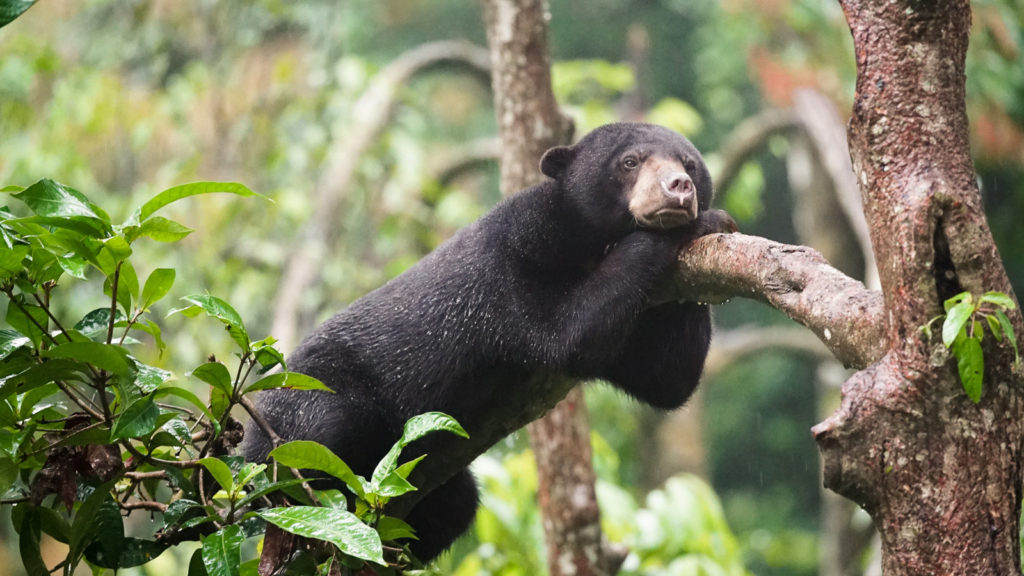 Sun bear resting in Sumatra