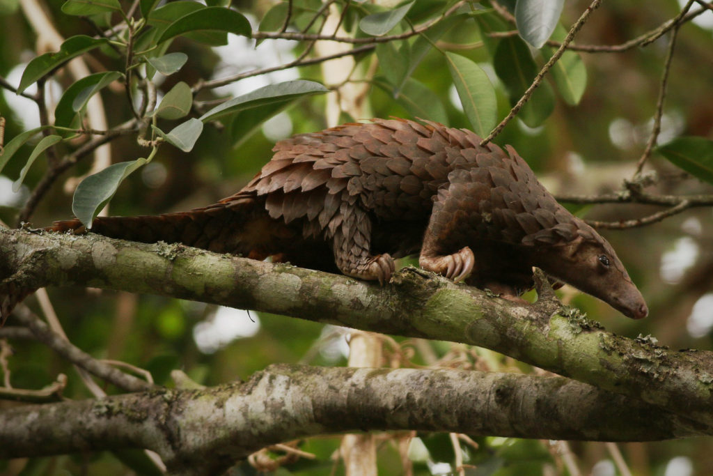 Tenggiling pangolin Sumatra