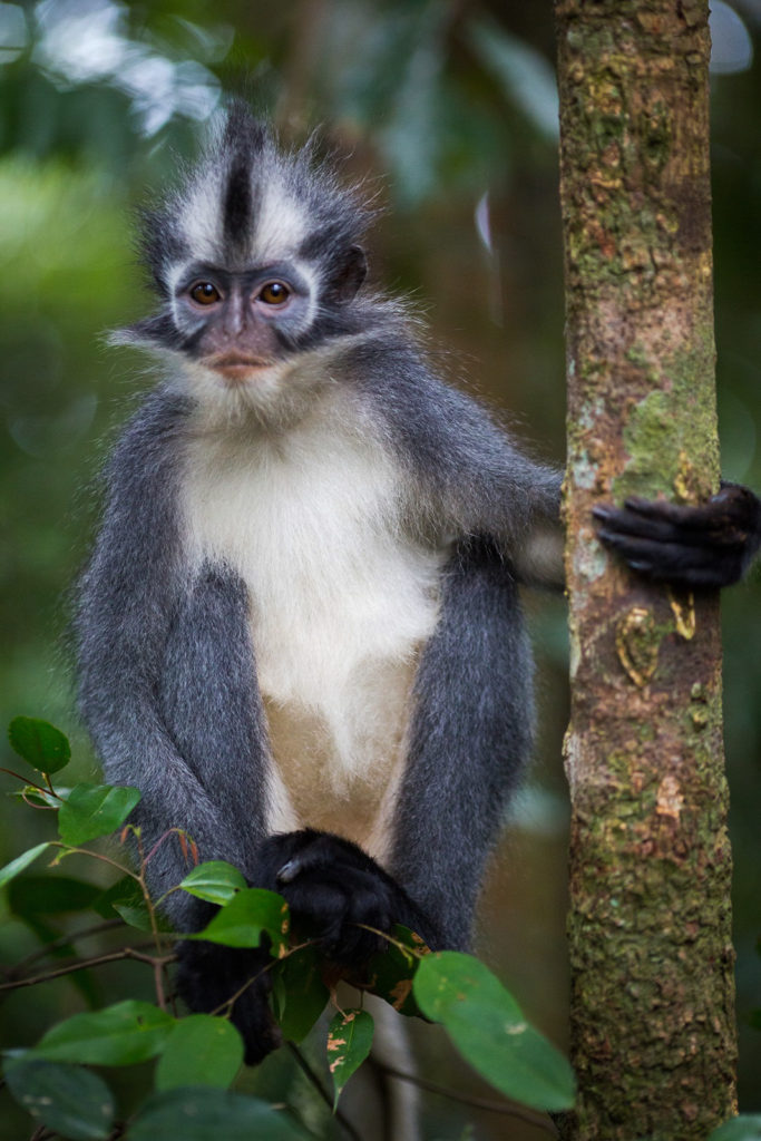 Thomas' langur monkey watching jungle trekkers